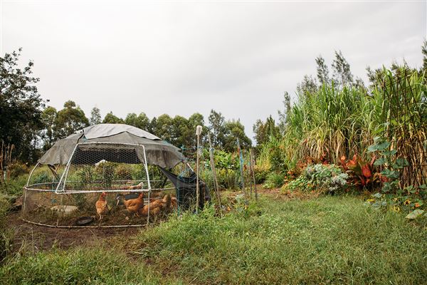 Purple Pear Farm (23/06/2021 - Credits: Maitland City Council)