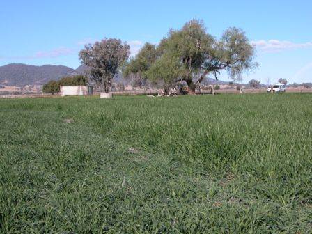 Barley Crop (25/02/2013 2:23:30 PM)