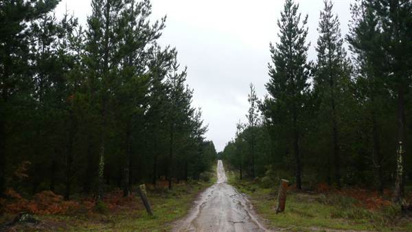 Belanglo State Forest (25/02/2013 3:33:05 PM)