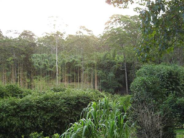 Bamboo Wholesale (27/02/2013 4:42:46 PM)