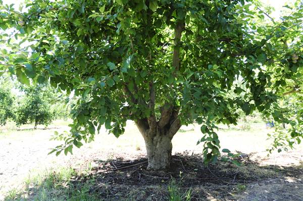 Daydawn Orchard (27/02/2013 7:04:51 PM)
