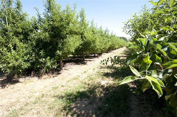Daydawn Orchard (27/02/2013 7:06:00 PM)