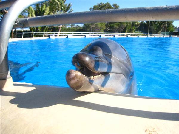 Dolphin Marine Magic (27/02/2013 10:42:35 PM)