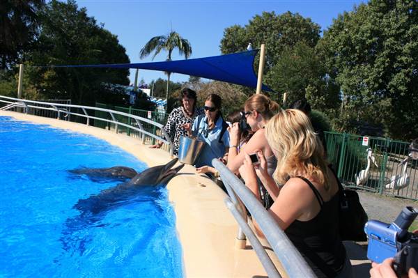 Dolphin Marine Magic (27/02/2013 10:43:20 PM)