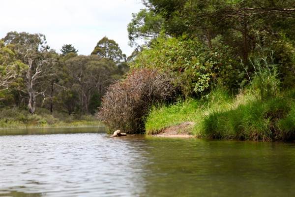 Berrima Reserve (28/02/2013 9:35:22 PM)