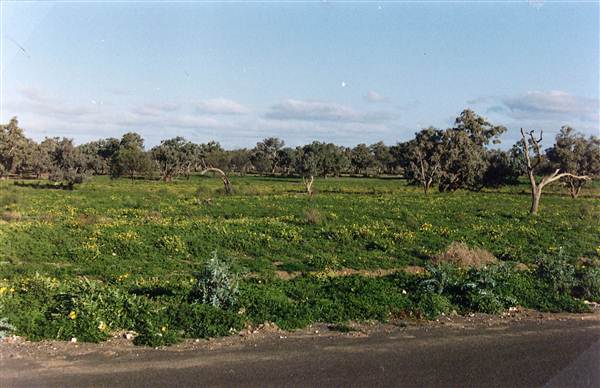 Bourke & Environs (1/03/2013 11:41:06 AM)