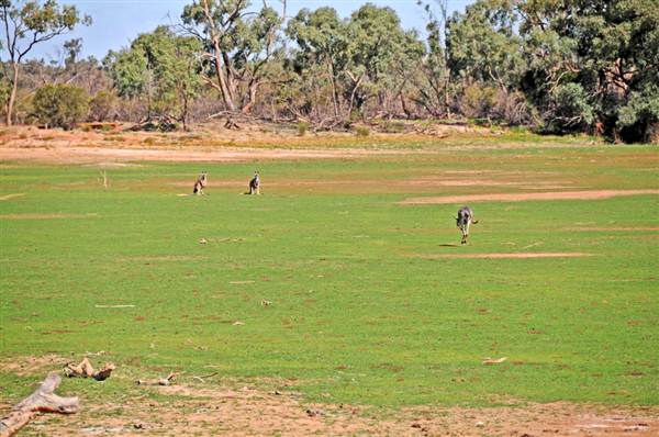 Bourke & Environs (1/03/2013 11:42:53 AM)