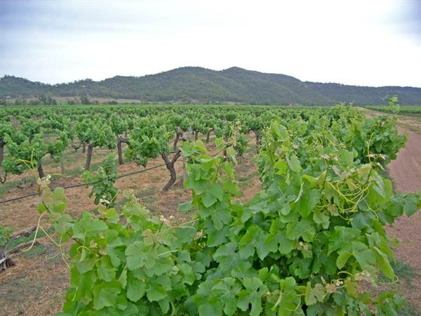 Broke vineyards (1/03/2013 12:13:16 PM)