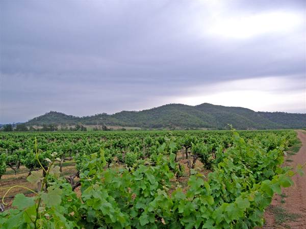 Broke vineyards (1/03/2013 12:14:43 PM)