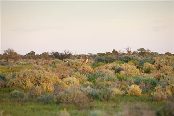BROKEN HILL - Town & Surrounds (1/03/2013 7:13:08 PM)