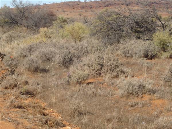 Broken Hill Area (1/03/2013 7:36:34 PM)