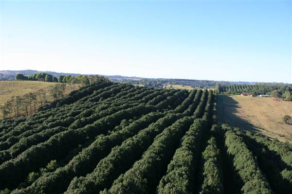 Byron Hinterland-Hot Air Balloon (2/03/2013 11:01:45 PM)