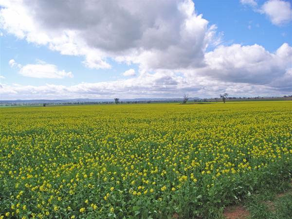 Canola Field (3/03/2013 8:25:34 AM)