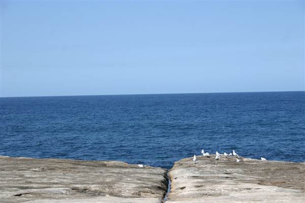 Clovelly Bay (3/03/2013 4:35:28 PM)