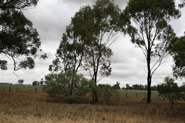 Collingullie (4/03/2013 10:37:54 AM)