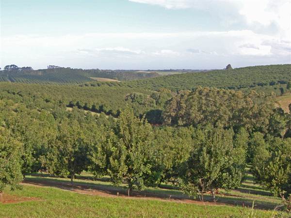 Crops near Ballina (4/03/2013 11:48:37 AM)