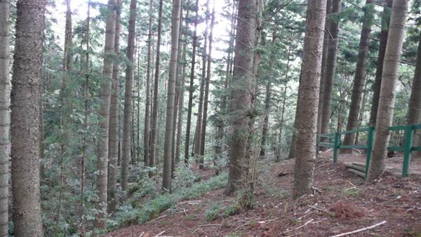 Cumberland State Forest (4/03/2013 12:05:44 PM)