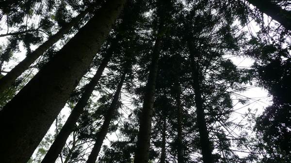 Cumberland State Forest (4/03/2013 12:05:53 PM)