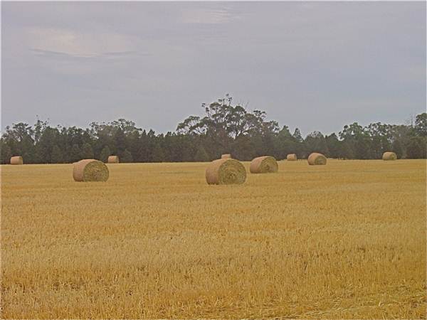 Gilgandra Rural Area (4/03/2013 4:39:23 PM)