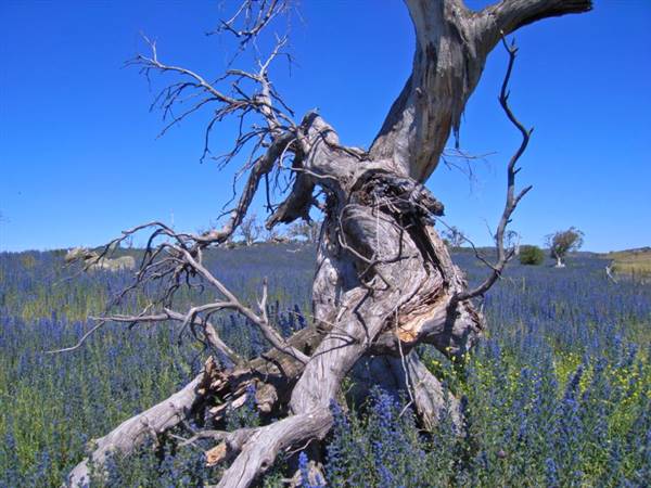 Lake Jindabyne (5/03/2013 11:18:29 PM)