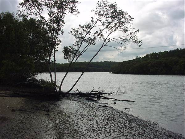 Lane Cove River (6/03/2013 12:08:09 PM)