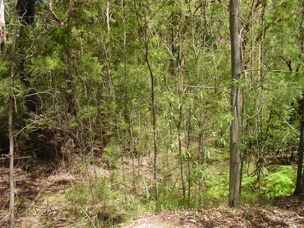 Lane Cove National Park (6/03/2013 12:08:38 PM)