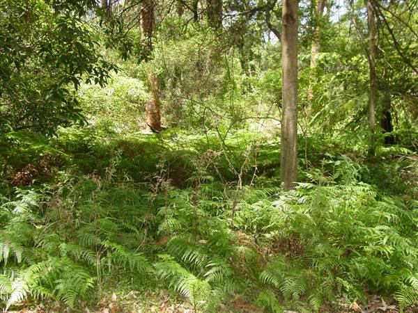 Lane Cove National Park (6/03/2013 12:09:09 PM)