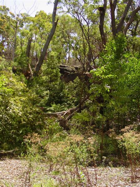 Lane Cove National Park (6/03/2013 12:11:52 PM)