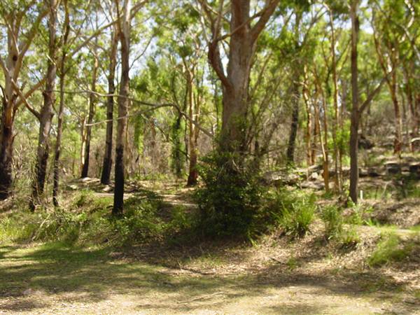 Lane Cove National Park (6/03/2013 12:14:14 PM)