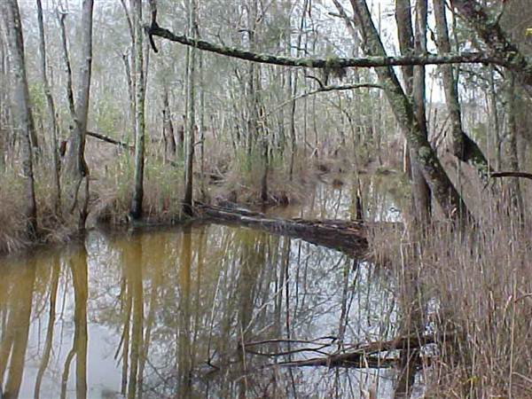 Nambucca Swamp (6/03/2013 12:27:07 PM)
