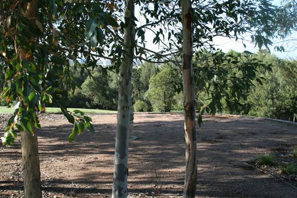Sydney Park (6/03/2013 4:45:23 PM)