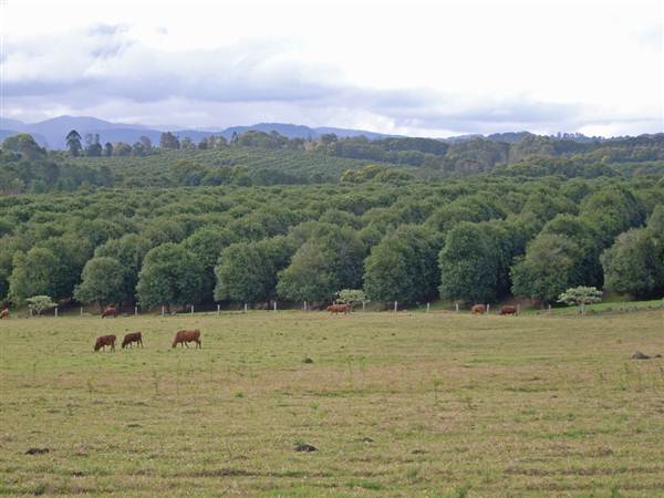 Lismore Area (6/03/2013 10:17:02 PM)