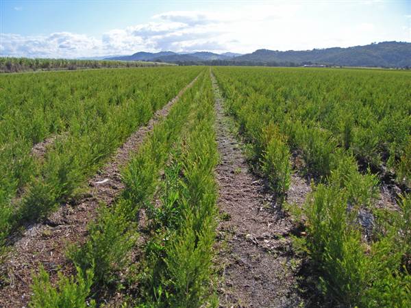 Tea Tree Estate (7/03/2013 12:11:09 PM)