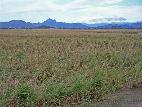 Murwillumbah (7/03/2013 1:59:42 PM)