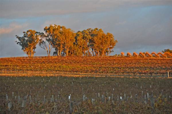 Mudgee Area Vineyards (7/03/2013 2:36:48 PM)