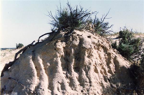 Milkengay Lake Sand Dunes (7/03/2013 11:03:19 PM)