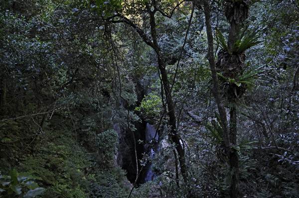 Minnamurra Falls (7/03/2013 11:44:23 PM)