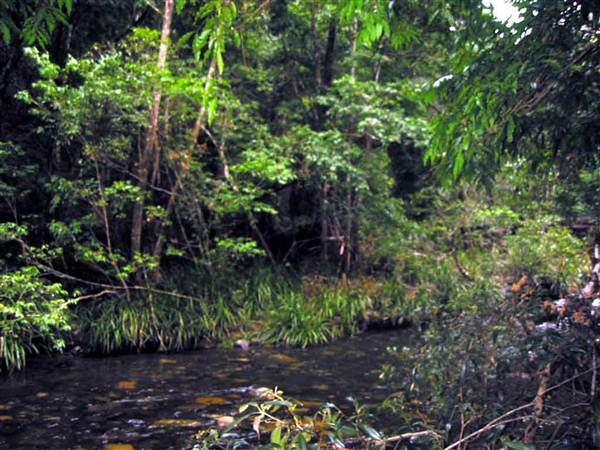 Promised Land Rainforest (8/03/2013 10:47:09 AM)