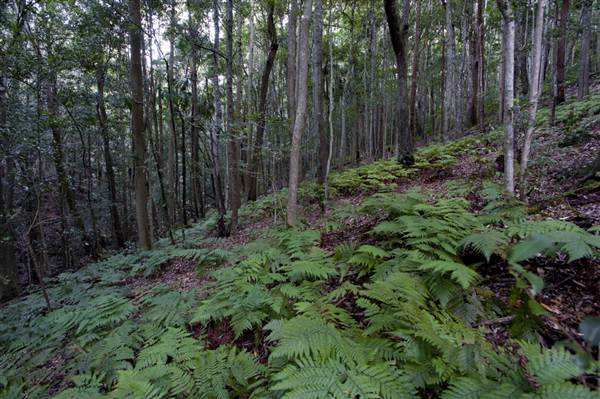 Royal National Park (8/03/2013 1:45:50 PM)