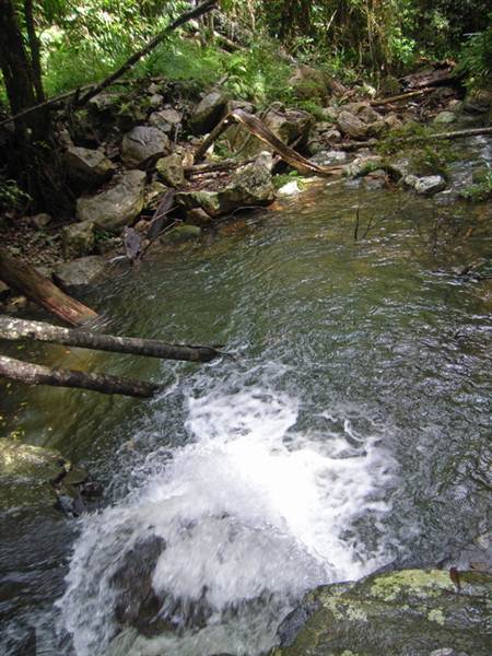 Terania Creek picnic area & Protesters Falls walking track (9/03/2013 1:39:26 AM)