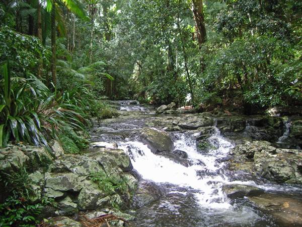 Terania Creek picnic area & Protesters Falls walking track (9/03/2013 1:40:01 AM)