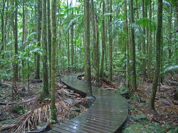 Terania Creek picnic area & Protesters Falls walking track (9/03/2013 1:40:53 AM)