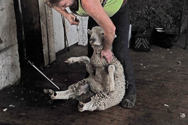 Sheep Station (9/03/2013 3:02:31 AM)