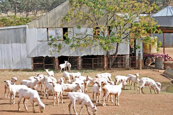 Sheep Station (9/03/2013 3:04:50 AM)