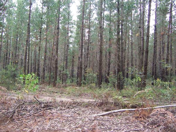 Penrose State Forest - Southern Highlands (9/03/2013 8:04:00 PM)
