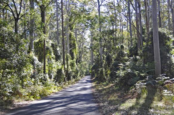 Pebbly Beach Road - Murramarang National Park (9/03/2013 8:04:29 PM)