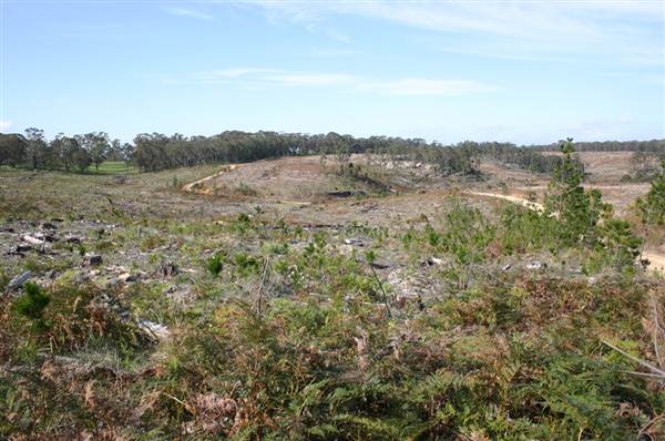Penrose State Forest - Southern Highlands (9/03/2013 8:05:15 PM)