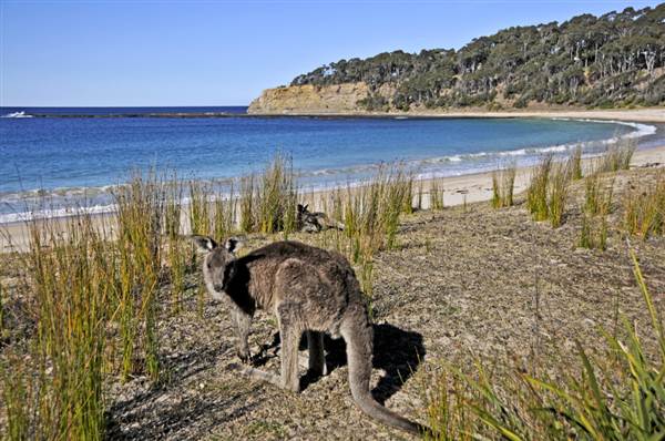 Pebbly Beach (9/03/2013 8:05:30 PM)