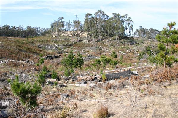 Penrose State Forest - Southern Highlands (9/03/2013 8:05:49 PM)