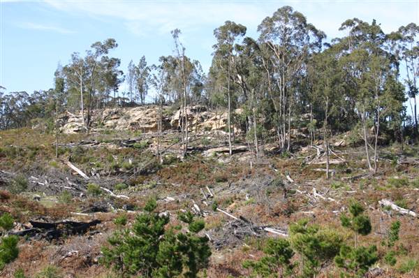 Penrose State Forest - Southern Highlands (9/03/2013 8:06:09 PM)